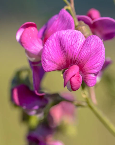 Růžové květy hlízovité hrachu — Stock fotografie