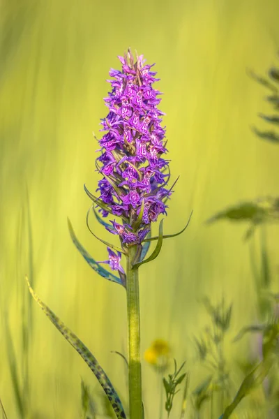 Vivido fiore di orchidea viola — Foto Stock