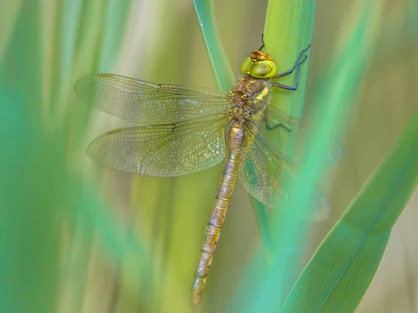 Green eyed hawker on  turqouise reed background — Stock Photo, Image