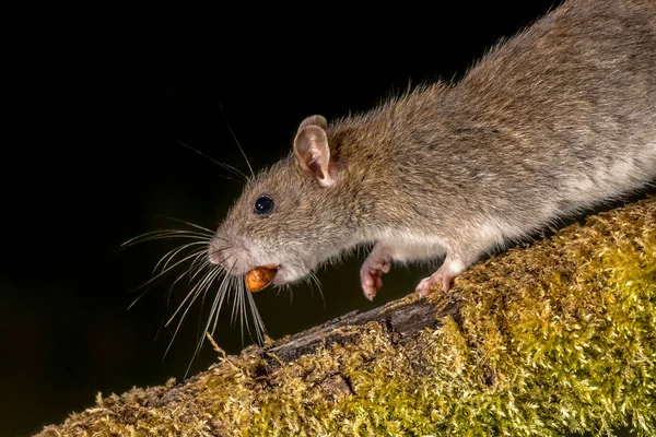 Rato castanho selvagem com noz — Fotografia de Stock