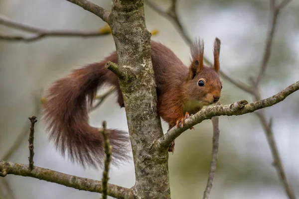 Klettern rotes Eichhörnchen im Baum — Stockfoto