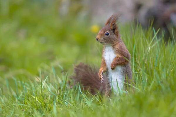 Red squirrel in lawn — Stock Photo, Image