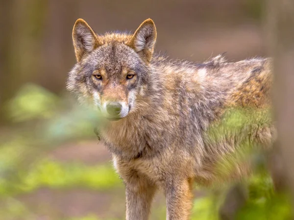 Wolf guckt durch Blätter im Wald — Stockfoto