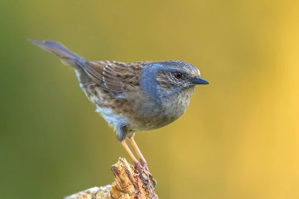 Dunnock posado en el registro mirando a la cámara —  Fotos de Stock