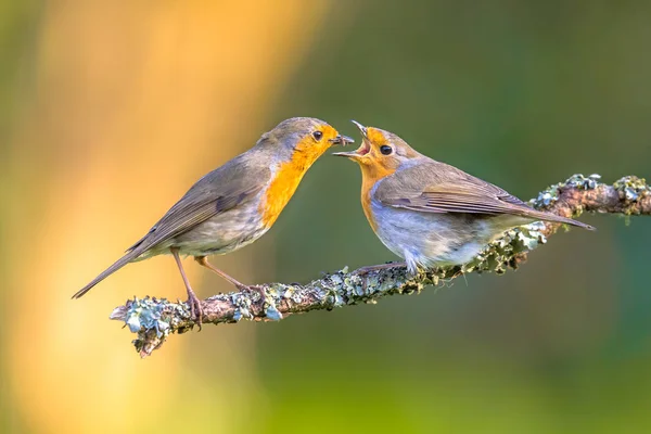 Parent Robin bird feeding juvenile