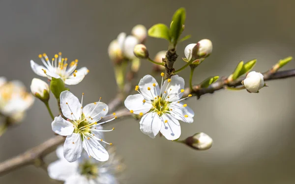 一般的なサンザシのクローズ アップの花 — ストック写真