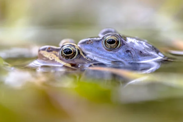 Moor frog couple mating submersed in water — Stock Photo, Image