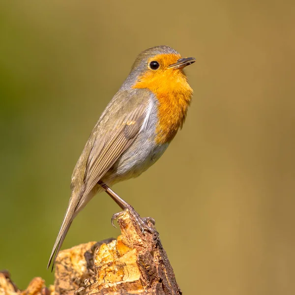 Cute red robin singing song — Stock Photo, Image