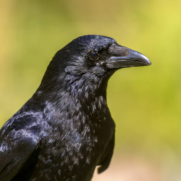 Retrato Crow Carrión negro —  Fotos de Stock