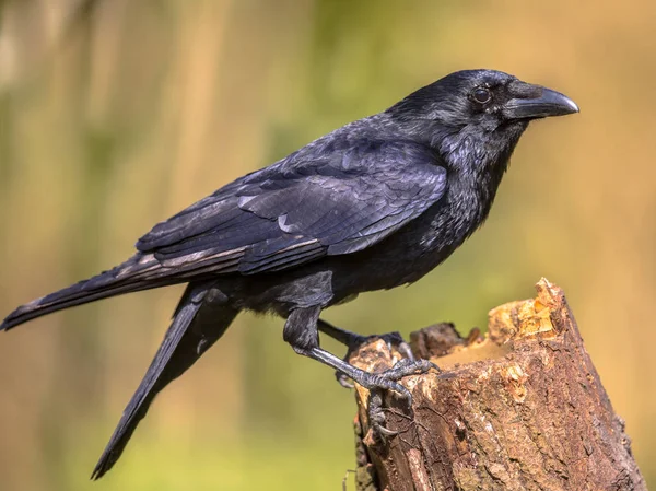 Sort Carrion Crow på log - Stock-foto