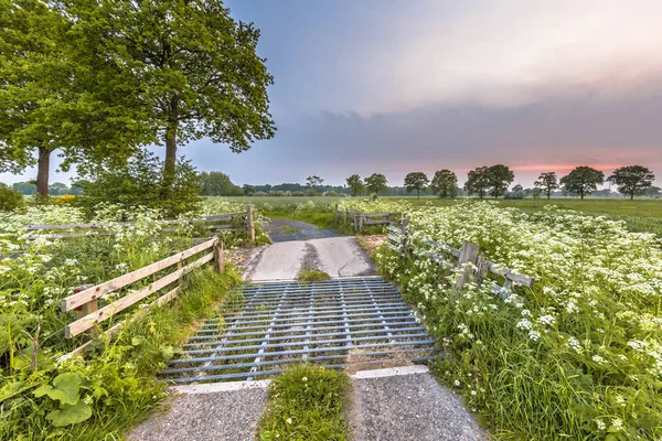 Cattle grid decorated with Cow Parsley — Stock Photo, Image