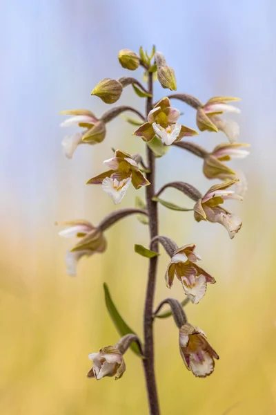 Moeras wespenorchis orchideeën in bloei — Stockfoto