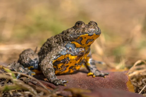 Желтобрюхая жаба — стоковое фото