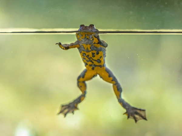 Жовтий жаба відпочивала у воді — стокове фото