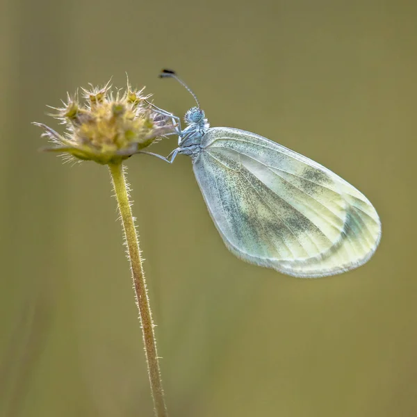 Papillon blanc en bois — Photo