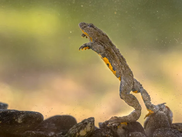 Dalgıç Sarı karınlı kurbağa — Stok fotoğraf