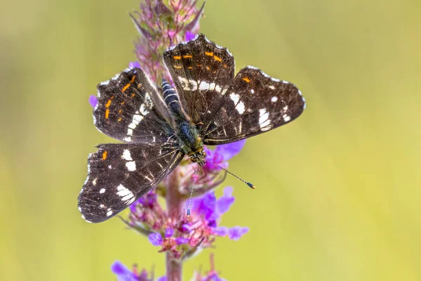 Karta fjäril på Lila blomma — Stockfoto