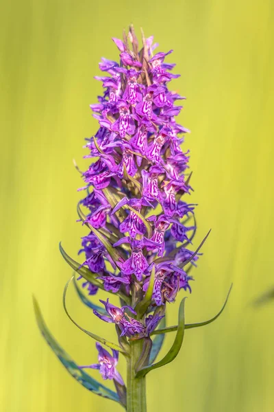 Luminoso colore viola orchidea fiore — Foto Stock