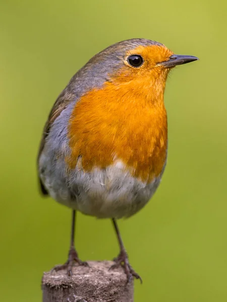 Cute red robin vivid green background — Stock Photo, Image