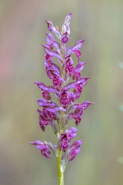 Avvicinamento del Orchid fragrante sull'isola di Cipro — Foto Stock