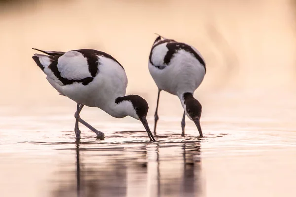 Pair of foraging pied avocet — Stock Photo, Image