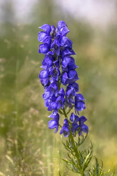 Flores azules de Monkshood — Foto de Stock