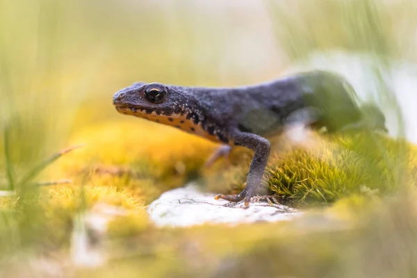 Alpine newt on moss and rocks — Stock Photo, Image