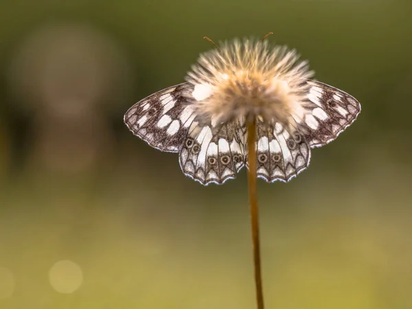 Underside Marbled white butterfly symmetrical on flower — Stock Photo, Image