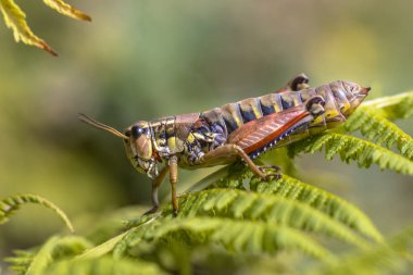 Alp Bush kriket eğreltiotu üzerinde