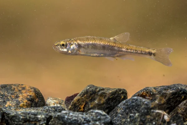 Eurasische Elritze schwimmt im Bach — Stockfoto