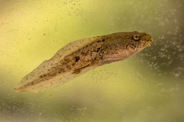 Renacuajo de natación de la rana Phelophylax —  Fotos de Stock
