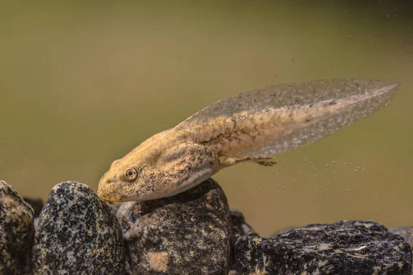 Tadpole Phelophylax kikker — Stockfoto