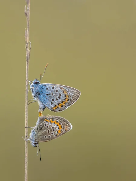 Copulating çivili mavi kelebekler çift gümüş — Stok fotoğraf