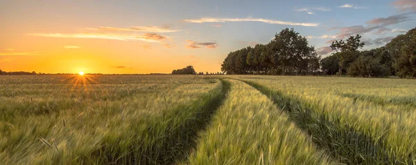 Traktorspur im Weizenfeld bei Sonnenuntergang — Stockfoto