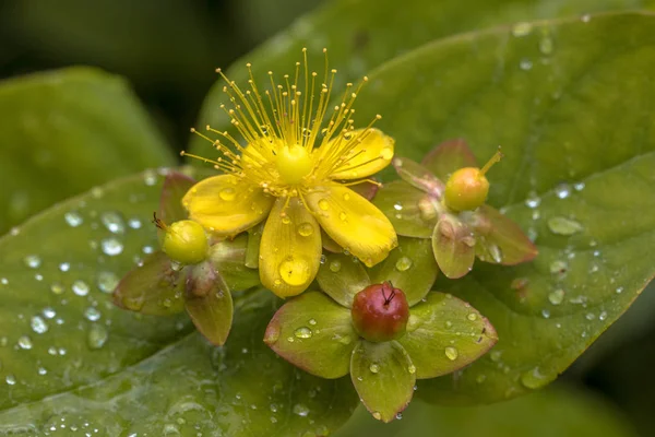 Gele Hypericum bloem met druppels — Stockfoto