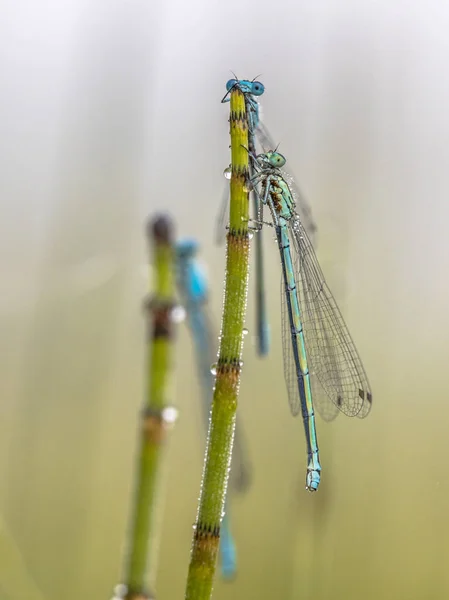 Três damselfly dormindo — Fotografia de Stock