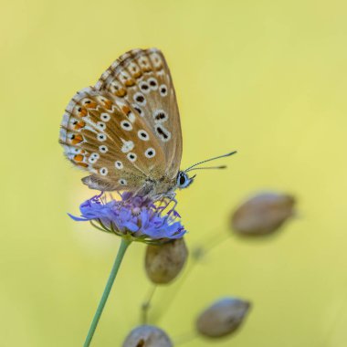 Chalkhill mavi (Polyommatus coridon) kelebek çiçek parlak yeşil arka plana sahip