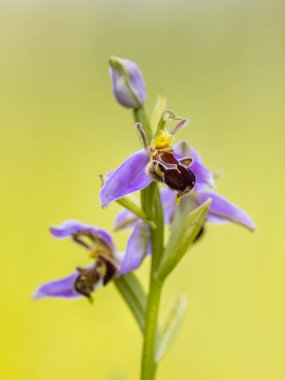 Arı orkide (Ophrys apifera) pembe mimicing humblebee böcekler polinate çiçek çiçekler. Üzerinde yeşil arka plan bulanık