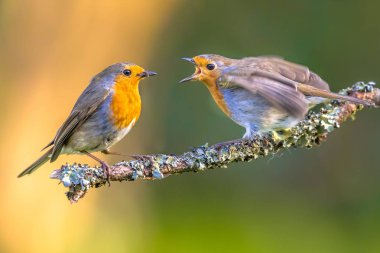 Robin besleme kuş (Erithacus Rubecula) çocuk kadar genç moss ile şube üzerinde büyüdü anne