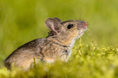 Şirin görünümlü ahşap hava yeşil yosun Doğal ortamında koklama fare (Apodemus sylvaticus)