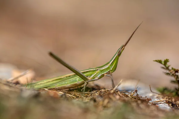 Acrida Ungarica Species Grasshopper Found Southern Central Europe — Stock Photo, Image