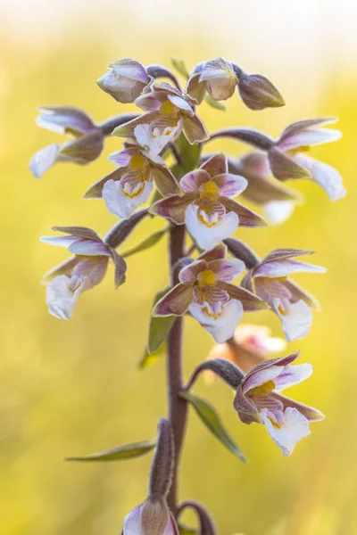 Marsh Helleborine Epipactis Palustris Flores Orquídeas Florescendo Com Fundo Amarelo — Fotografia de Stock