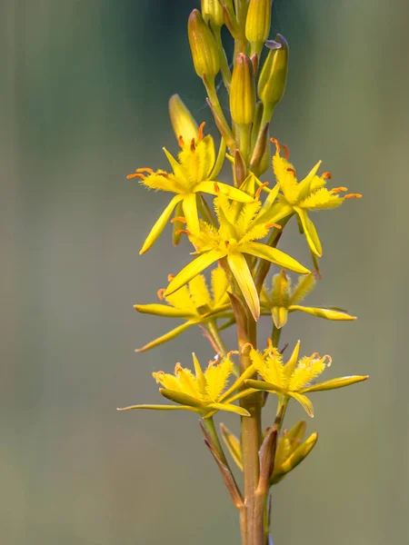 Részletes Közelkép Kép Virág Bog Asphodel Narthecium Ossifragum Növény Nedves — Stock Fotó