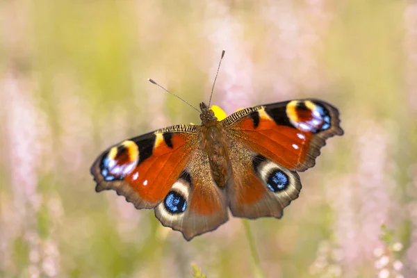 European Peacock Aglais Heath Colourful Butterfly Found Europe Temperate Asia — Stock Photo, Image