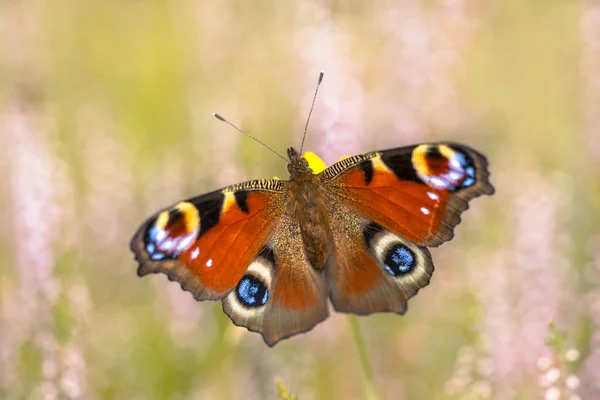 Aglais समश — स्टॉक फ़ोटो, इमेज