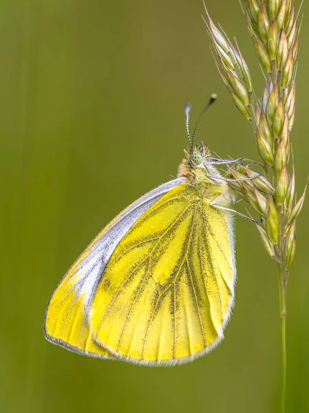 Green Veined White Pieris Napi Resting Grass Butterfly Family Pieridae — Stock Photo, Image