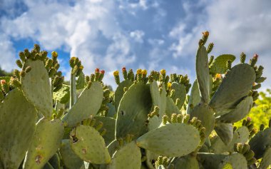Hint incir, kaktüs armut (Opuntia ficus-indica, Opuntia ficus-barbarica) Kıbrıs'ın bazı bölgelerinde bir zararlı olabilir