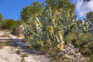 Hint incir kaktüs (Opuntia ficus-indica, Opuntia ficus-barbarica) Kıbrıs'ın bazı bölgelerinde bir zararlı olabilir