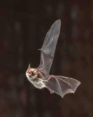 Nadir Natterer'ın bat kendine özgü beyaz karınlı ile kilise tavan uçuş (Myotis nattereri)