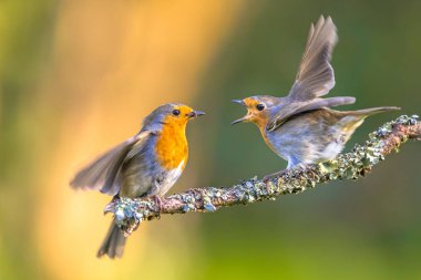 Robin besleme kuş (Erithacus Rubecula) Juvenil genç moss ile şube üzerinde büyüdü üst